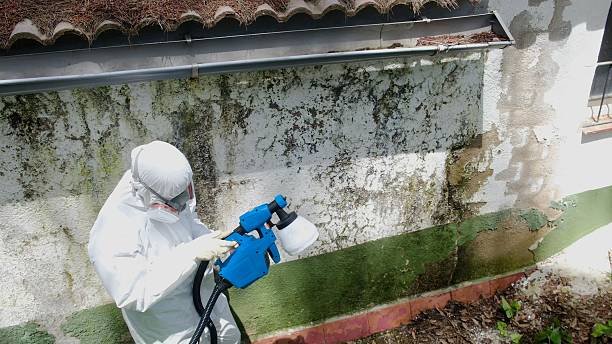 Trusted Commercial Mold Remediation service in Lexington, KY - Cheap Mold Removal